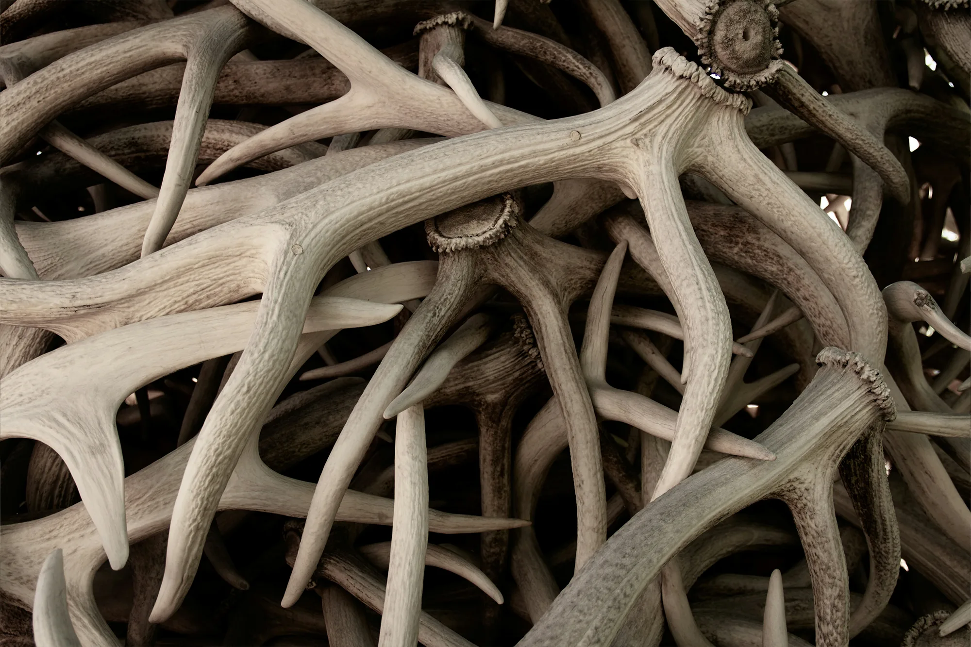 The phenomenon of antler dog chews – a natural choice for conscious dog owners