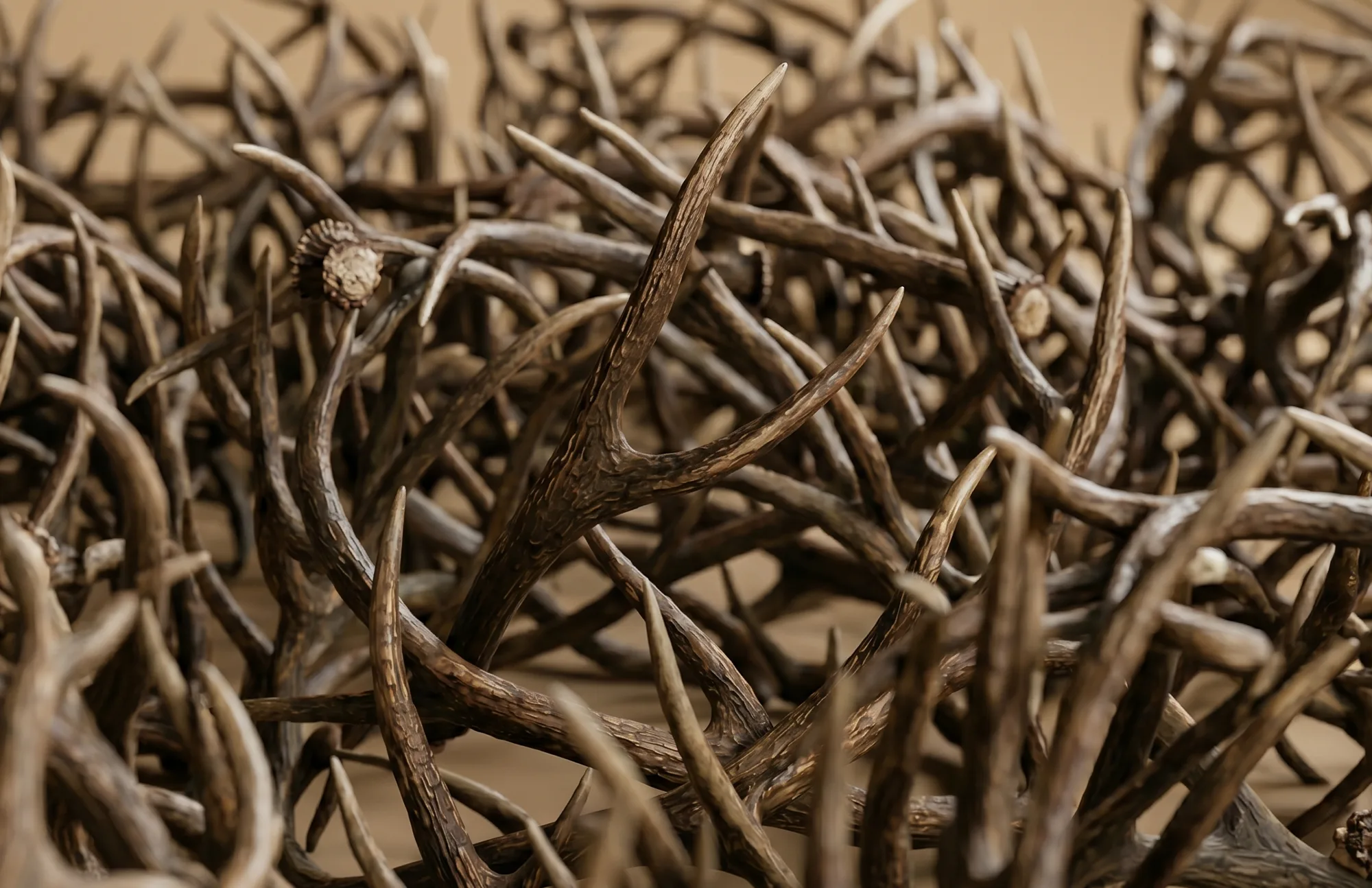 Antler – nature’s extraordinary gift