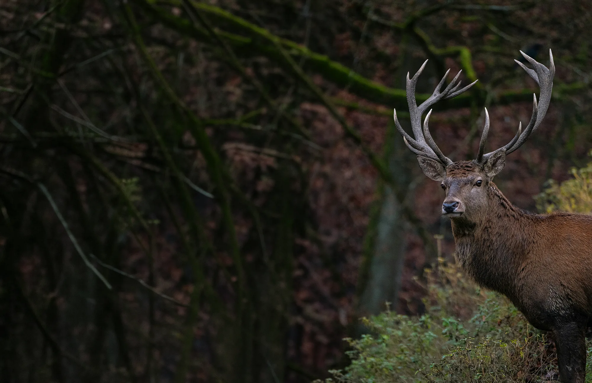 Dog chews – natural antler vs. other options