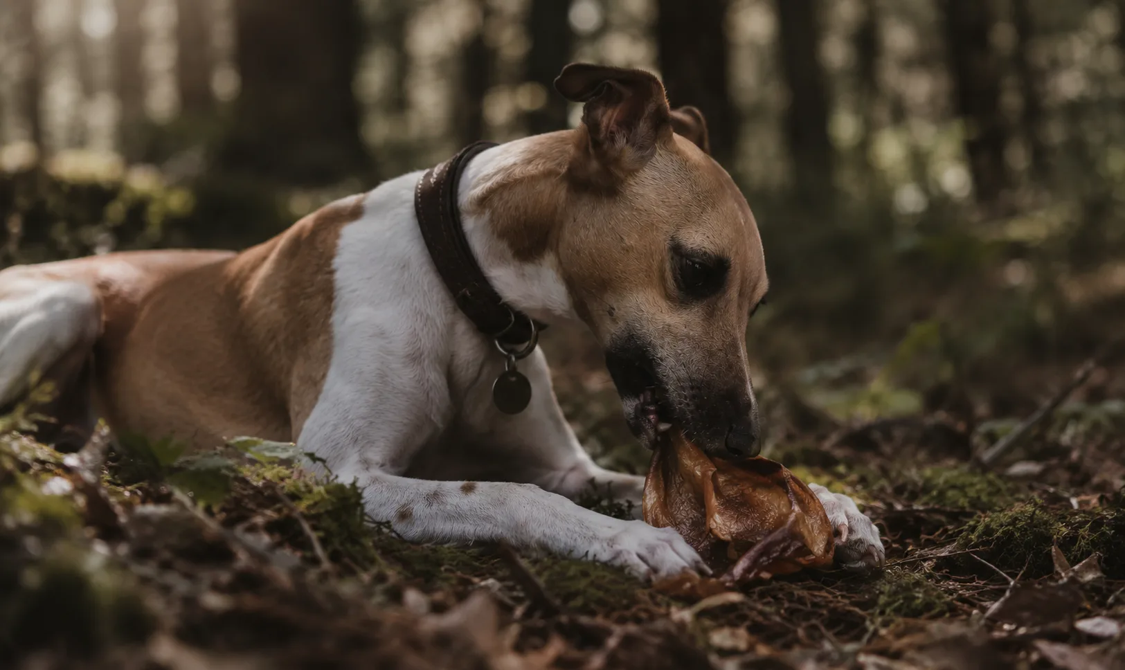 Natural dog chews – how to choose the right one?